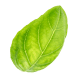 Лист растения